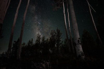 夜间人类对森林树木的观察